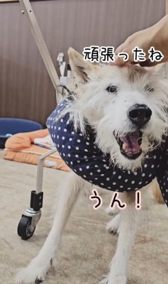 おばあちゃんワンコを車椅子に乗せたら⑩