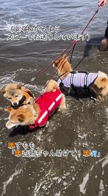 波に驚いて長女の柴犬にしがみつく末っ子の柴犬