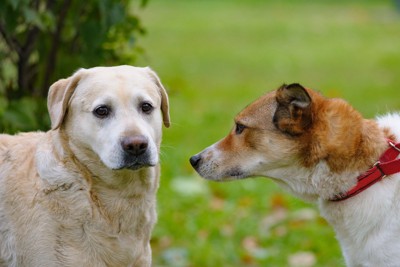 鼻を近づける犬、不安そうな垂れ耳の犬