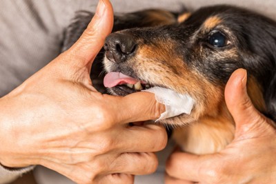 犬の歯みがき