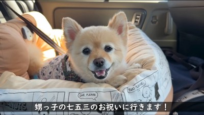 車内でカメラを見つめる笑顔の犬