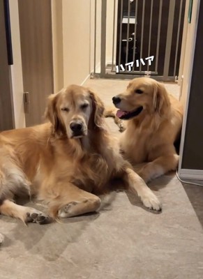 息が荒いコロッケくん