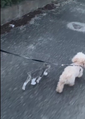 親だと思っていたのかな？