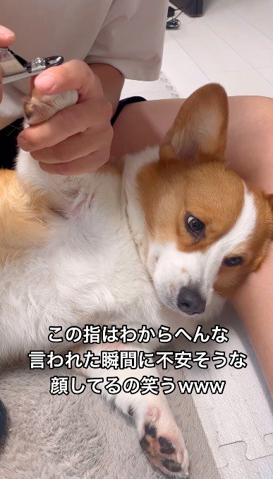 飼い主に爪切りをされて遠くを見つめる犬