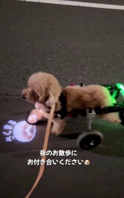 愛溢れるお散歩スタイル