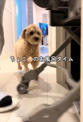 たわし君のナイトルーティン2