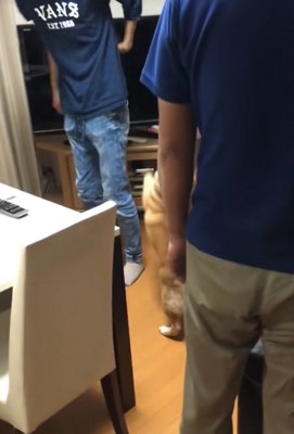 飛び跳ねる柴犬