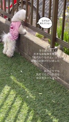 柵の間に顔を入れて老人を待つ犬