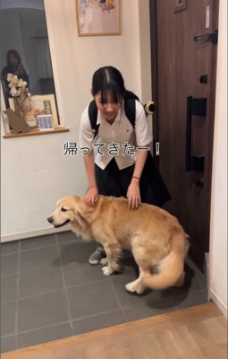 撫でてもらう大型犬