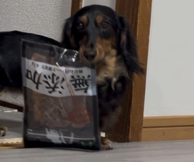 おやつの袋をくわえて飼い主さんを見つめる犬