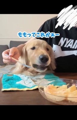 桃を食べるコロッケくん6