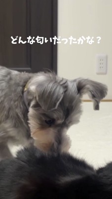 猫の背中の匂いを嗅ぐ犬