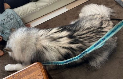 アラスカンマラミュート