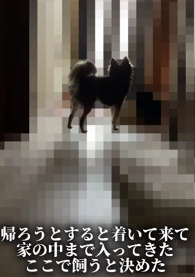 家の中まで着いてきた