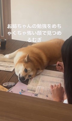 勉強中のお姉ちゃんを見つめるむぎちゃん5