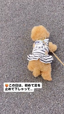 老人が近づいて来て足踏みする犬