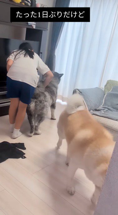 黒い犬の背中を撫でる女の子