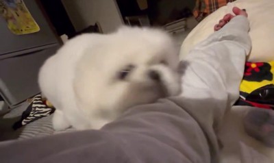 顎がかゆいだけだった!!
