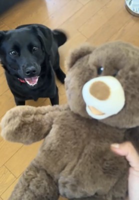 ぬいぐるみに喜ぶ犬