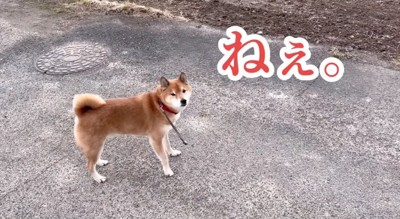 戸惑う柴犬
