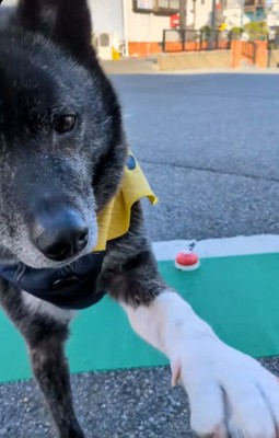 手を差し出すオレオくん