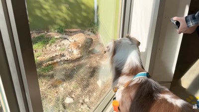 チーターを見るガルチェロくん