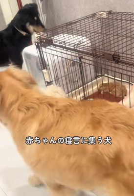 「大丈夫なの…？」