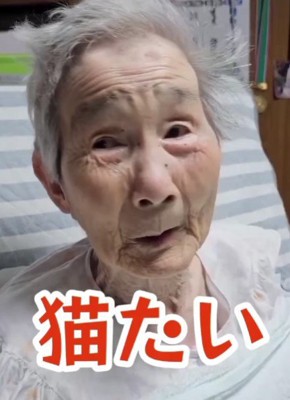 「猫たい」