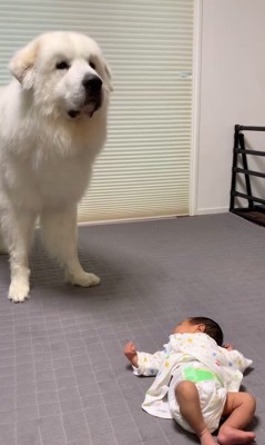 マハロくんと赤ちゃん9