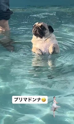 プールに来たぽんずちゃん⑩