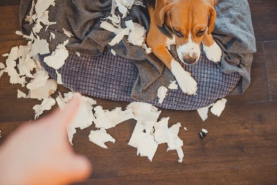 イタズラを叱られるビーグル