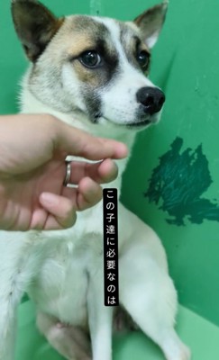 怯えて固まる犬