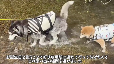 川の浅瀬を歩く2匹の犬