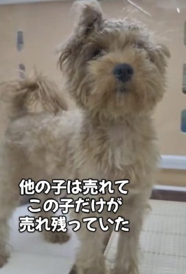 他の子は売れていくのに…