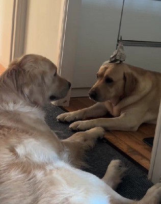 ちょっぴり困惑顔のレイスちゃん