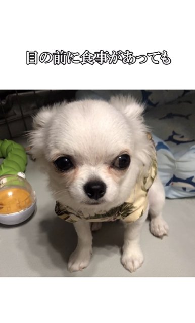 暗い表情のチワワ