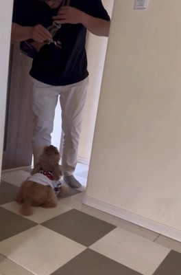 伏せて尻尾を振る犬