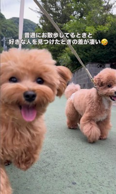 お母さんを見つけた時の福ちゃん＆米ちゃん