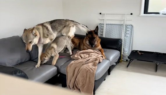 DAZくんのそばにやってきた2匹