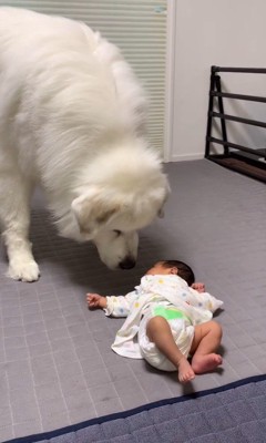 マハロくんと赤ちゃん7