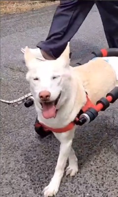 サニーちゃんを車いすに乗せたら9