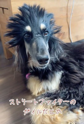 ツタンカーメンやガイルに似ている？