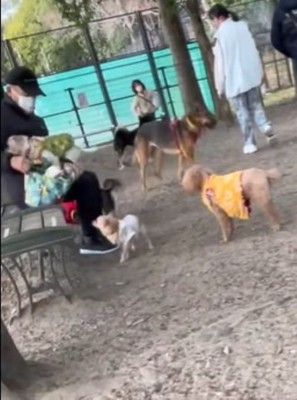 サフランちゃんの予想外の行動7