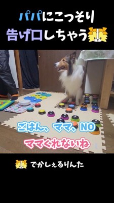 ボタンを押して男性を見上げる犬