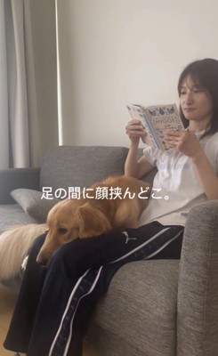 膝の上で伏せる犬
