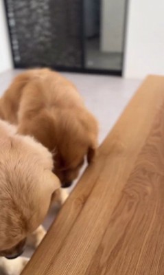 綺麗なシンクロ