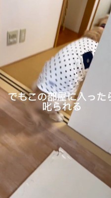 客間に入りたくて中腰になる犬