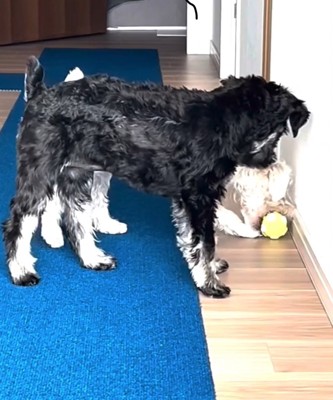 ボールを拾おうとする犬