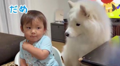 しつけに挑戦！？
