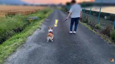 お姉ちゃんに気づいたはなちゃん